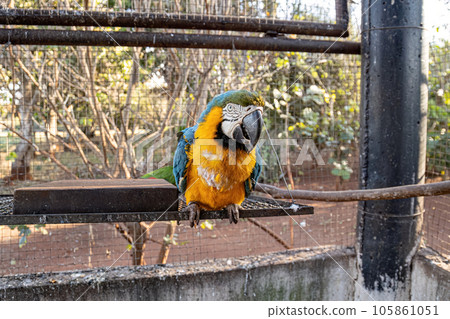 Adult Blue-and-yellow Macaw rescued recovering for free reintroduction Adult Blue-and-yellow Macaw rescued recovering for free reintroduction 105861051
