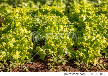 plant lettuce vegetable plant lettuce vegetable 105861052
