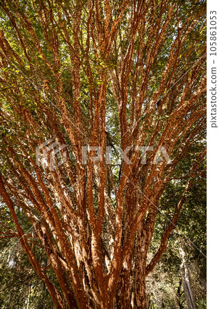 jabuticaba tree branches jabuticaba tree branches 105861053