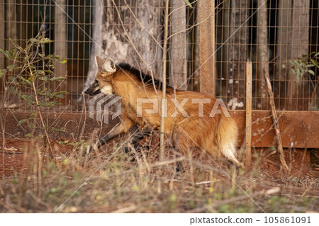 Animal Maned Wolf 105861091