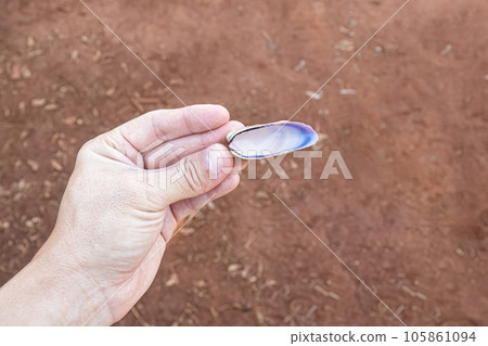 hand with small sea shell hand with small sea shell 105861094
