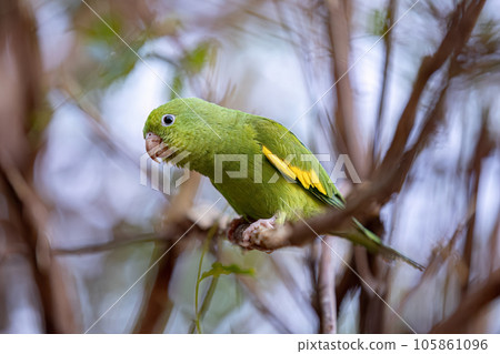 Yellow chevroned Parakeet 105861096