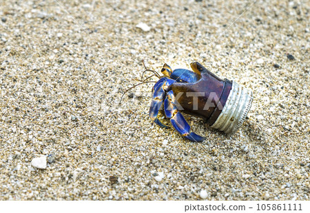 奄美海邊的生物 105861111