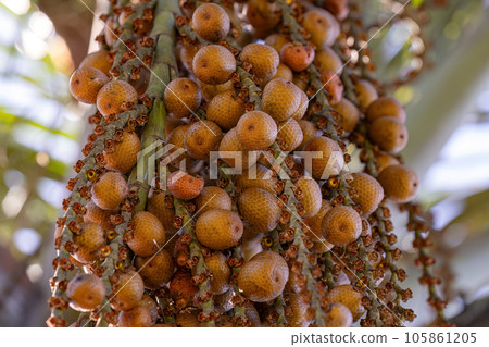 fruits of the buriti palm 105861205