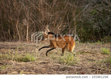 Animal Maned Wolf Animal Maned Wolf 105861206