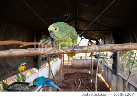 Turquoise fronted Parrot rescued recovering for free reintroduction Turquoise fronted Parrot rescued recovering for free reintroduction 105861207