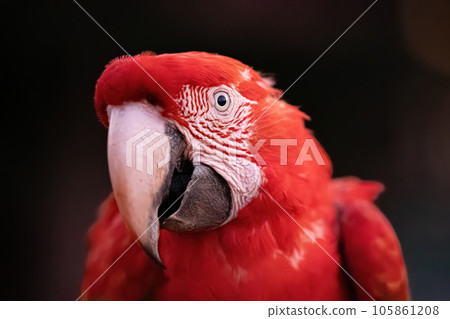 Adult Red and green Macaw Adult Red and green Macaw 105861208