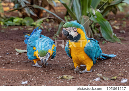 Adult Blue-and-yellow Macaw Adult Blue-and-yellow Macaw 105861217