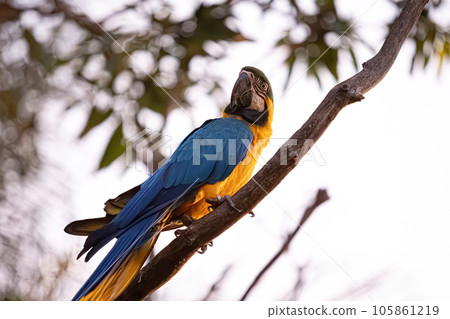 Adult Blue-and-yellow Macaw 105861219