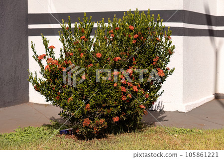 Red Jungle Flame Plant Flower Red Jungle Flame Plant Flower 105861221