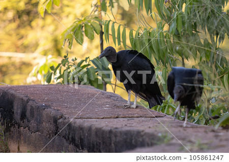 Animal Black Vulture Animal Black Vulture 105861247