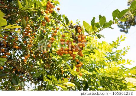 Skyflower Yellow Fruits Skyflower Yellow Fruits 105861258