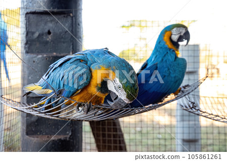 Adult Blue-and-yellow Macaw rescued recovering for free reintroduction 105861261
