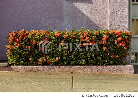 Red Jungle Flame Plant Flower 105861262