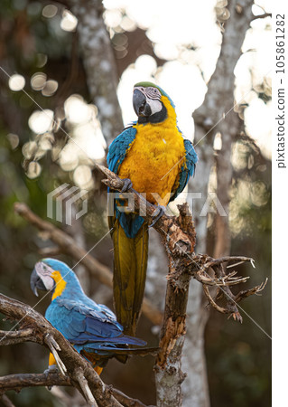 Adult Blue-and-yellow Macaw 105861282