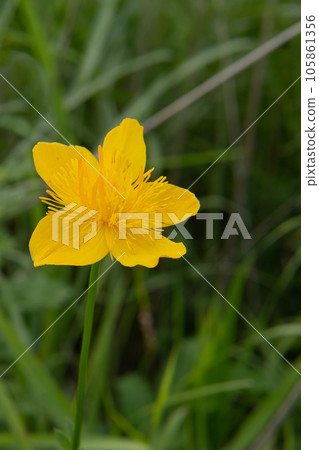 Close-up of yellow flowers with long pistils [Trollius/Yashimagahara Wetland] Kirigamine, Nagano Prefecture 105861356