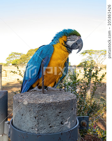Adult Blue-and-yellow Macaw 105861426