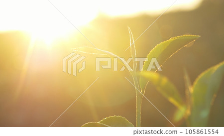 Green tea tree leaves camellia sinensis in organic farm sunlight. Fresh young tender bud herbal farm on summer morning. Sunlight Green tea tree plant. Close up Tree tea plant green nature in morning Green tea tree leaves camellia sinensis in organic farm sunlight. Fresh young tender bud herbal farm on summer morning. Sunlight Green tea tree plant. Close up Tree tea plant green nature in morning 105861554