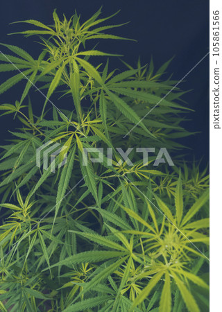 Vertical Green weed Marijuana tree cannabis plant narcotic herbal in CBC greenhouse. Hemp leaf made cannabis crude oil medicine farm. CBC, THC herb agriculture Weed leaf Drug. Sustainability concept Vertical Green weed Marijuana tree cannabis plant narcotic herbal in CBC greenhouse. Hemp leaf made cannabis crude oil medicine farm. CBC, THC herb agriculture Weed leaf Drug. Sustainability concept 105861566