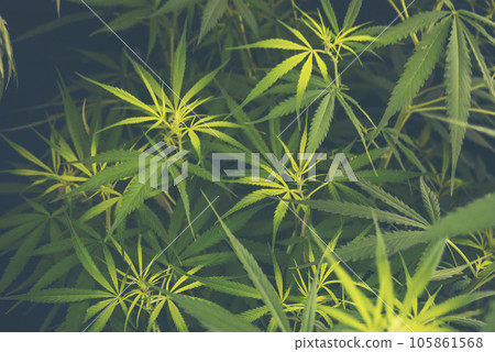 Green Marijuana tree cannabis plant narcotic herbal in greenhouse. Hemp leaf made cannabis crude oil at medicine farm. CBC, THC herb agriculture by Weed leaf Drug and medicine healthcare concept 105861568