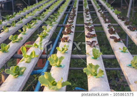 Salad farm vegetable red oak lettuce. Close up fresh organic hydroponic vegetable plantation produce red green salad hydroponic cultivate farm. Red oak lettuce salad in green Organic plantation Farm. 105861575