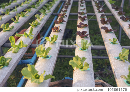 Salad farm vegetable green oak lettuce. Close up fresh organic hydroponic vegetable plantation produce green salad hydroponic cultivate farm. Green oak lettuce salad in green Organic plantation Farm 105861576