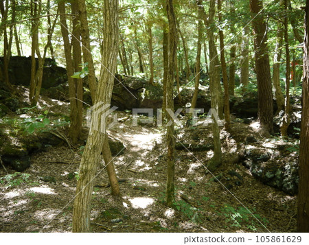 Narusawa Lava Tree Mold (Special Natural Monument) 105861629