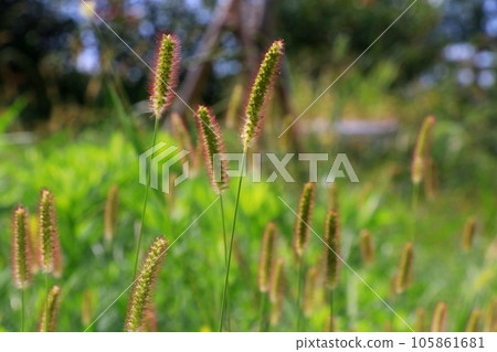 Green foxtail blooming in the field Green foxtail blooming in the field 105861681