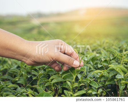 Woman hand plucking green tea tree picking bud young tender camellia sinensis leaves organic farm. Hand holding harvest plucking black green tea herbal agriculture. Woman work Black Tea farm harvest 105861761
