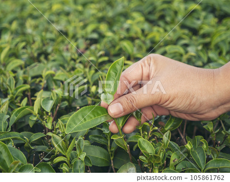 Woman hand plucking green tea tree picking bud young tender camellia sinensis leaves organic farm. Hand holding harvest plucking black green tea herbal agriculture. Woman work Black Tea farm harvest 105861762
