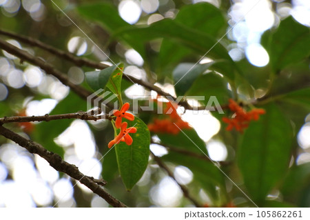 Osmanthus flower Osmanthus flower 105862261