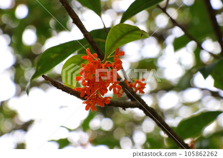 Osmanthus flower Osmanthus flower 105862262