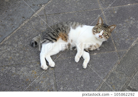 Stray cat / lying down relaxed 105862292