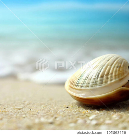 clam on the beach clam on the beach 105862356