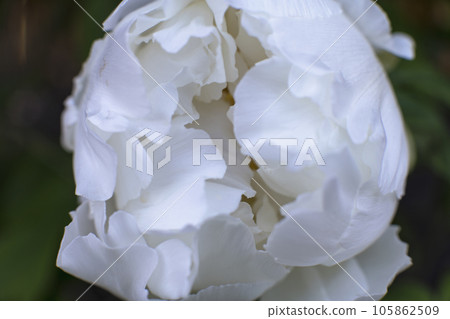 盛開的白色鈕扣花 105862509