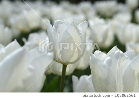 White tulip White tulip 105862561