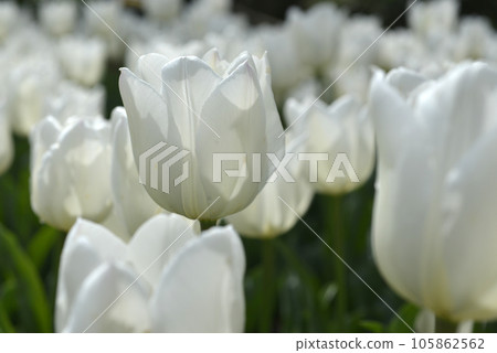 White tulip White tulip 105862562