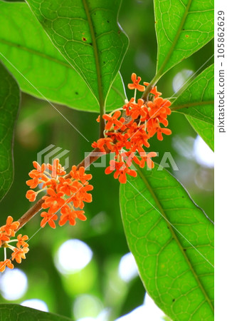 Osmanthus flower Osmanthus flower 105862629