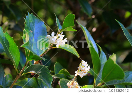 白色夾竹桃花 105862642