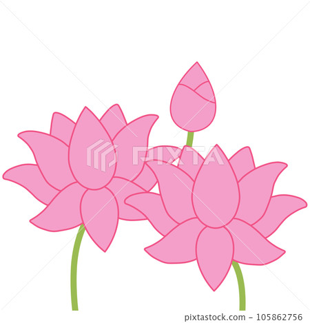 Pink Lotus Flower Pink Lotus Flower 105862756
