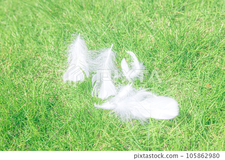 white feathers on the lawn 105862980