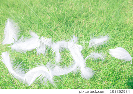 white feathers on the lawn 105862984