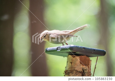Common chiffchaff, lat. phylloscopus collybita, sitting on branch of bush in spring and looking for food Common chiffchaff, lat. phylloscopus collybita, sitting on branch of bush in spring and looking for food 105863150