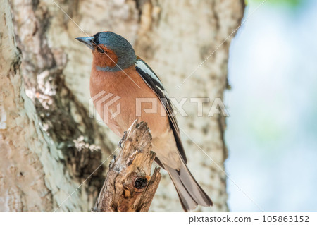 Common chaffinch, Fringilla coelebs, sits on a tree. Common chaffinch in wildlife. 105863152