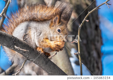 The squirrel with nut sits on tree in the winter or late autumn The squirrel with nut sits on tree in the winter or late autumn 105863154