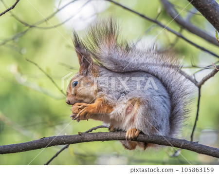 The squirrel with nut sits on a branches in the spring or summer. 105863159