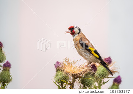 European goldfinch, feeding on the seeds of thistles. Carduelis carduelis. European goldfinch, feeding on the seeds of thistles. Carduelis carduelis. 105863177