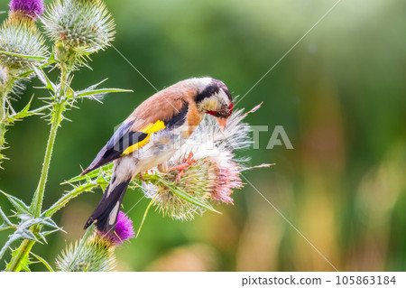 European goldfinch, feeding on the seeds of thistles. Carduelis carduelis. European goldfinch, feeding on the seeds of thistles. Carduelis carduelis. 105863184