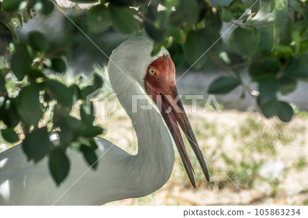 Black-eyed Crane Tennoji Zoo 105863234
