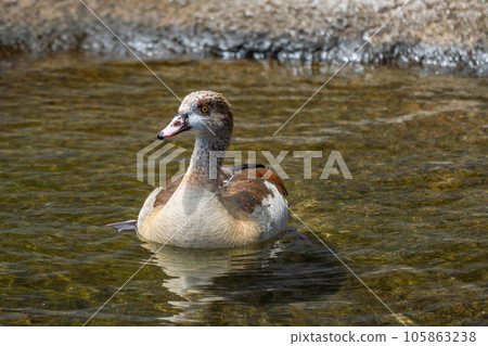 Egyptian Goose Tennoji Zoo Hippopotamus House Egyptian Goose Tennoji Zoo Hippopotamus House 105863238